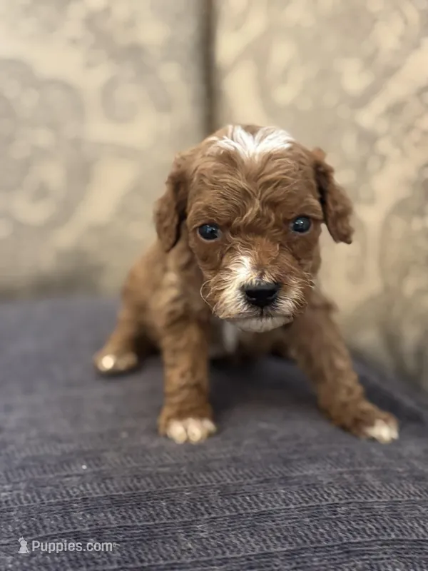 Toby – Miniature Goldendoodle puppy for sale in Chicago, IL