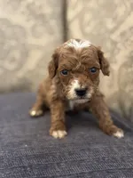 Toby, a male Miniature Goldendoodle for sale in Chicago, IL – Photo 1 of 5