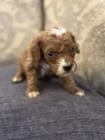 Toby, a male Miniature Goldendoodle for sale in Chicago, IL – Photo 4 of 5