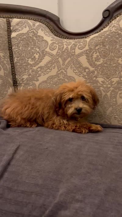 Bobby(free delivery to Chicago area, a male Maltipoo and Miniature Goldendoodle for sale in Chicago, IL – 2 of 10