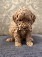 Emily (free delivery to Chicago , a female Cavapoo and Cavalier King Charles Spaniel for sale in Chicago, IL – Photo 6 of 6