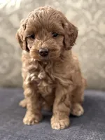 Emily (free delivery to Chicago , a female Cavapoo and Cavalier King Charles Spaniel for sale in Chicago, IL – Photo 1 of 6