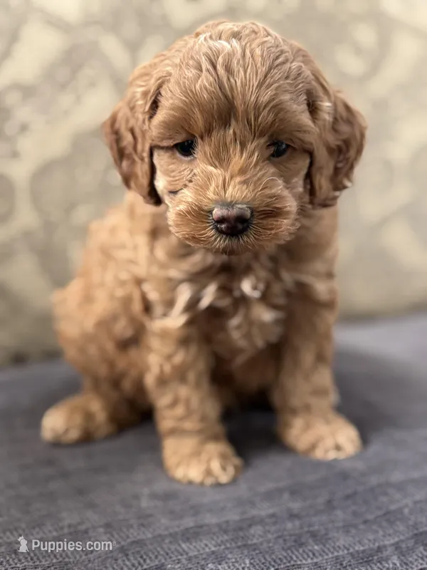 Emily (free delivery to Chicago  – Cavapoo, Cavalier King Charles Spaniel puppy for sale in Chicago, IL