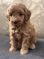 Emily (free delivery to Chicago , a female Cavapoo and Cavalier King Charles Spaniel for sale in Chicago, IL – Photo 5 of 6