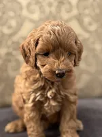 Emily (free delivery to Chicago , a female Cavapoo and Cavalier King Charles Spaniel for sale in Chicago, IL – Photo 3 of 6