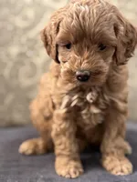 Emily (free delivery to Chicago , a female Cavapoo and Cavalier King Charles Spaniel for sale in Chicago, IL – Photo 2 of 6