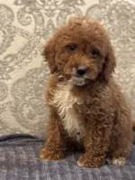 Princess Diana(free delivery to Chicago area, a female Poodle - Miniature  and Miniature Goldendoodle for sale in Chicago, IL – 3 of 10