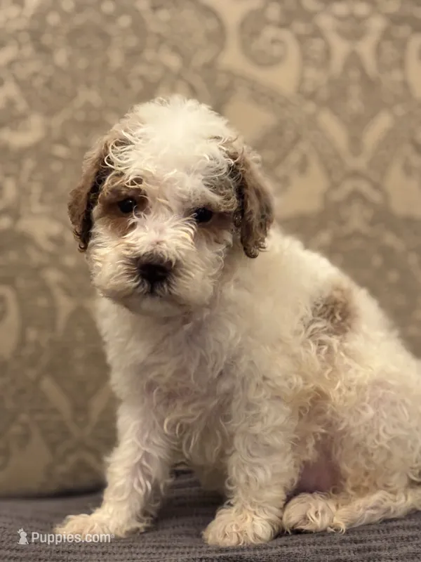 Miley(free delivery to Chicago  – Miniature Goldendoodle puppy for sale in Chicago, IL