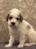 Miley(free delivery to Chicago , a female Miniature Goldendoodle for sale in Chicago, IL – 1 of 8