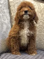 Princess Diana(free delivery to Chicago area, a female Poodle - Miniature  and Miniature Goldendoodle for sale in Chicago, IL – 7 of 10