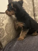 Cami (free delivery to Chicago , a female Yorkshire Terrier for sale in Chicago, IL – 7 of 10