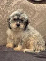Emily , a female Cavalier King Charles Spaniel and Poodle - Toy  for sale in Chicago, IL – 3 of 8
