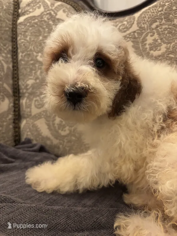 Milly(free delivery to Chicago area – Miniature Goldendoodle puppy for sale in Chicago, IL
