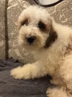 Milly(free delivery to Chicago area, a female Miniature Goldendoodle for sale in Lansing, IL – 3 of 8