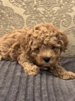 Fonzie(free delivery to Chicago area , a male Cavapoo for sale in Chicago, IL – 3 of 8