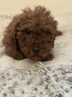 Bobby, a male Miniature Goldendoodle for sale in Chicago, IL – Photo 1 of 9