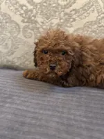 Bobby, a male Miniature Goldendoodle for sale in Chicago, IL – Photo 9 of 9