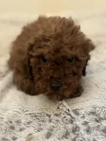 Bobby, a male Miniature Goldendoodle for sale in Chicago, IL – Photo 4 of 9