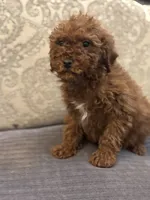 Bobby, a male Miniature Goldendoodle for sale in Chicago, IL – Photo 5 of 9