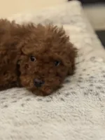 Bobby, a male Miniature Goldendoodle for sale in Chicago, IL – Photo 8 of 9