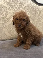 Bobby, a male Miniature Goldendoodle for sale in Chicago, IL – Photo 2 of 9