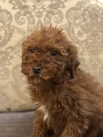 Bobby, a male Miniature Goldendoodle for sale in Chicago, IL – Photo 6 of 9