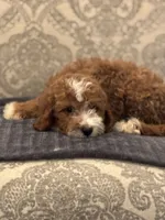 Norman(free delivery to Chicago area, a male Miniature Goldendoodle for sale in Chicago, IL – 6 of 9