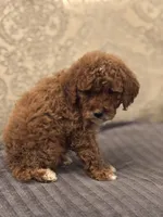 Princess Diana(free delivery to Chicago area, a female Miniature Goldendoodle for sale in Chicago, IL – 4 of 7