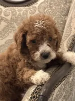 Betty(free delivery to Chicago area, a female Miniature Goldendoodle for sale in Chicago, IL – 4 of 7