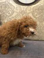 Mini alvin, a male Miniature Goldendoodle for sale in Chicago, IL – Photo 6 of 8