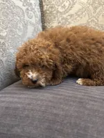 Mini alvin, a male Miniature Goldendoodle for sale in Chicago, IL – Photo 2 of 8