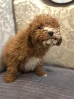 Mini alvin, a male Miniature Goldendoodle for sale in Chicago, IL – Photo 4 of 8