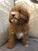 Mini alvin, a male Miniature Goldendoodle for sale in Chicago, IL – Photo 7 of 8