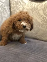 Mini alvin, a male Miniature Goldendoodle for sale in Chicago, IL – Photo 5 of 8