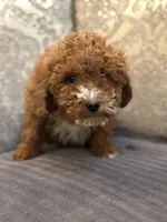 Mini alvin, a male Miniature Goldendoodle for sale in Chicago, IL – Photo 8 of 8