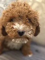 Mini alvin, a male Miniature Goldendoodle for sale in Chicago, IL – Photo 1 of 8