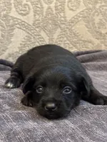 Ricky, a male Yorkipoo and Yorkshire Terrier for sale in Chicago, IL – 2 of 6