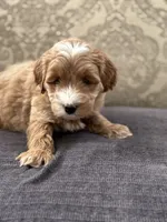 Joey, a male Cavapoo and Cavalier King Charles Spaniel for sale in Chicago, IL – 3 of 7