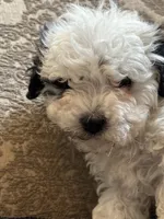 Sofie(free delivery to Chicago area, a female Coton de Tulear and Cavalier King Charles Spaniel for sale in Chicago, IL – 4 of 8