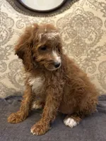 Sara , a female Miniature Goldendoodle for sale in Chicago, IL – 9 of 10
