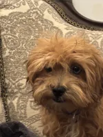 Bobby(free delivery to Chicago , a male Maltipoo and Maltese for sale in Chicago, IL – 7 of 9
