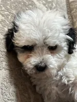 Sofie(free delivery to Chicago area, a female Coton de Tulear and Cavalier King Charles Spaniel for sale in Chicago, IL – 8 of 8