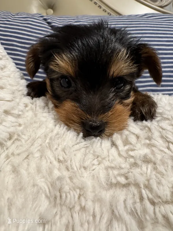 Armani (free delivery to Chicago area – Yorkshire Terrier puppy for sale in Chicago, IL