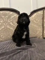 Alvin(free delivery to Chicago area, a male Cavapoo for sale in Chicago, IL – 6 of 9