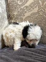Sofie(free delivery to Chicago area, a female Coton de Tulear and Cavalier King Charles Spaniel for sale in Chicago, IL – 3 of 8