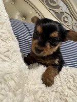 Chanel (free delivery to Chicago area, a female Yorkshire Terrier for sale in Chicago, IL – 3 of 4