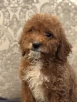 Princess Diana(free delivery to Chicago area, a female Poodle - Miniature  and Miniature Goldendoodle for sale in Chicago, IL – 6 of 10