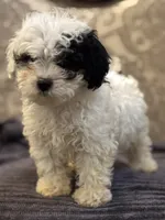 Nemo (free delivery to Chicago , a male Coton de Tulear and Cavalier King Charles Spaniel for sale in Chicago, IL – 3 of 10