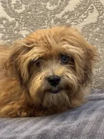 Bobby, a male Maltipoo and Maltese for sale in Chicago, IL – 4 of 10