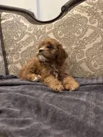 Amanda(free delivery to Chicago area, a female Cavapoo for sale in Chicago, IL – 6 of 10